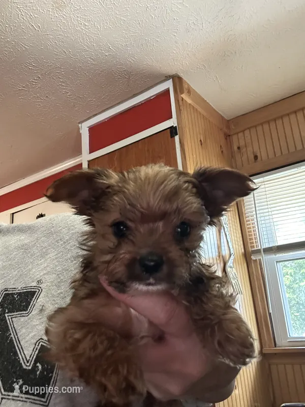 Scrump  – Yorkshire Terrier puppy for sale in Princeton, KY