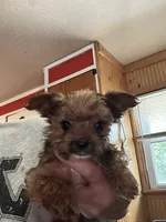 Scrump , a male Yorkshire Terrier for sale in Princeton, KY – 1 of 7