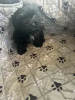 Elsa, a female Yorkshire Terrier for sale in Princeton, KY – 4 of 10