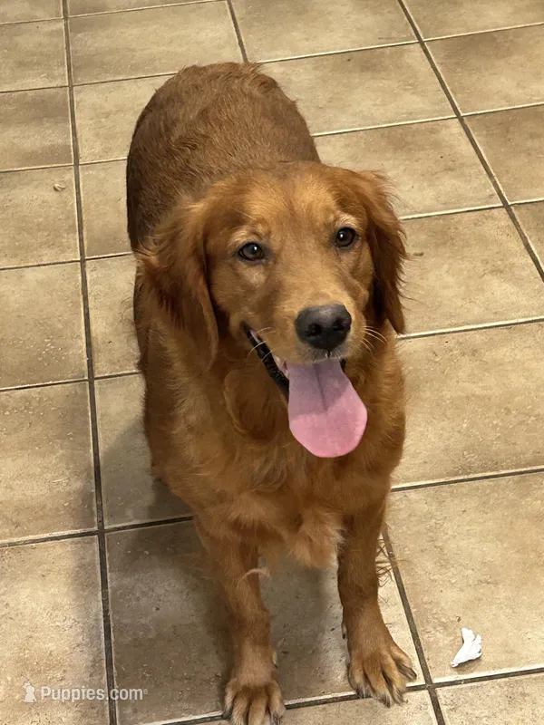 Louise – Golden Retriever puppy for sale in Princeton, KY
