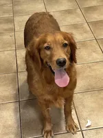 Louise, a female Golden Retriever for sale in Princeton, KY – Photo 1 of 2