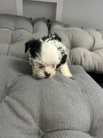Olaf, a male Yorkshire Terrier for sale in Princeton, KY – 9 of 10