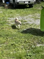 Bertolli, a female Pomsky for sale in Princeton, KY – Photo 3 of 3