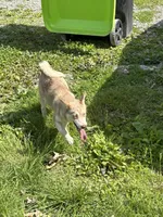 Bertolli, a female Pomsky for sale in Princeton, KY – Photo 1 of 3