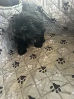 Elsa, a female Yorkshire Terrier for sale in Princeton, KY – 3 of 10