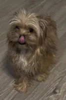 Bambi, a male Yorkshire Terrier for sale in Princeton, KY – Photo 3 of 5