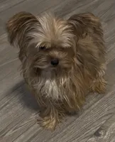 Bambi, a male Yorkshire Terrier for sale in Princeton, KY – Photo 4 of 5