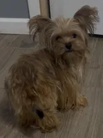 Bambi, a male Yorkshire Terrier for sale in Princeton, KY – Photo 2 of 5