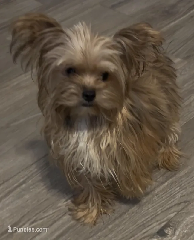 Bambi – Yorkshire Terrier puppy for sale in Princeton, KY