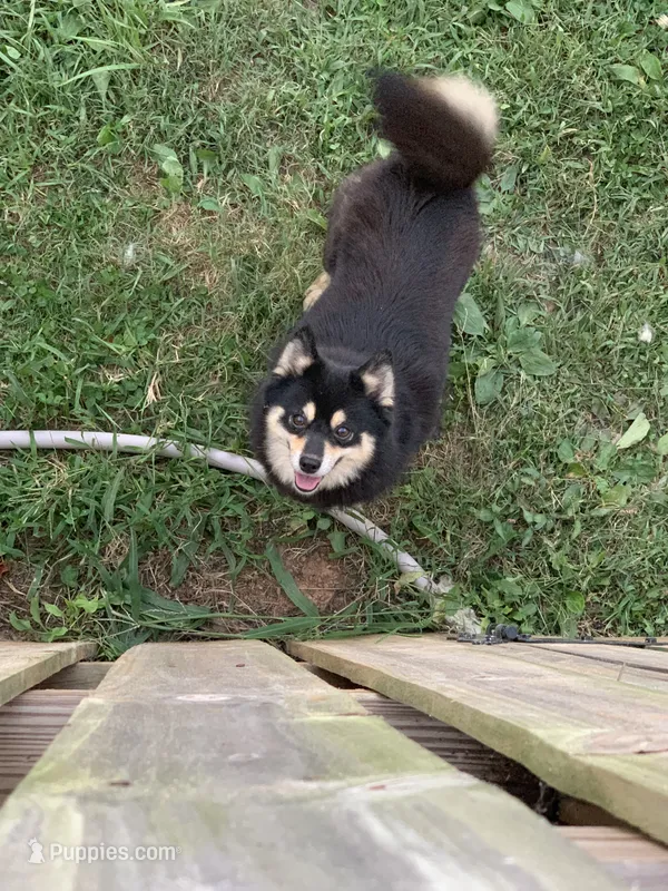 Cher – Pomsky puppy for sale in Princeton, KY