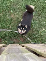 Cher, a female Pomsky for sale in Princeton, KY – 1 of 2