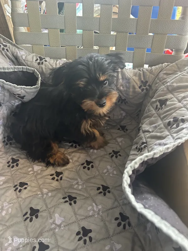 Jumba – Yorkshire Terrier puppy for sale in Princeton, KY