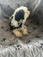 Olaf, a male Yorkshire Terrier for sale in Princeton, KY – 9 of 10