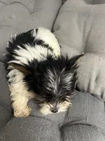 Sven, a male Yorkshire Terrier for sale in Princeton, KY – 4 of 10