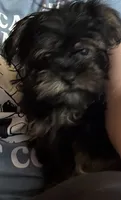 Archer, a male Shorkie for sale in Princeton, KY – 2 of 7