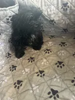 Elsa, a female Yorkshire Terrier for sale in Princeton, KY – 6 of 10