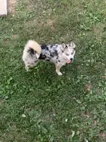 Dolly, a female Pomsky for sale in Princeton, KY – 2 of 3