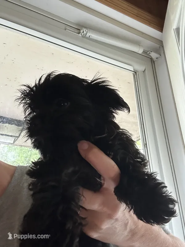 Elsa – Yorkshire Terrier puppy for sale in Princeton, KY