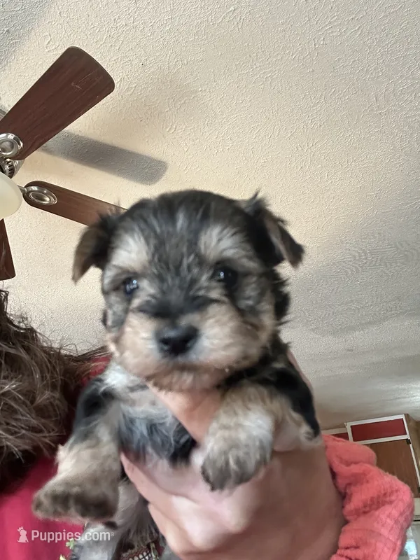 Sid – Yorkshire Terrier puppy for sale in Princeton, KY