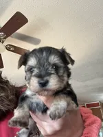 Sid, a male Yorkshire Terrier for sale in Princeton, KY – 1 of 4
