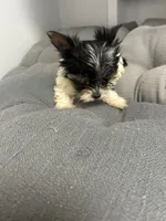 Sven, a male Yorkshire Terrier for sale in Princeton, KY – 10 of 10