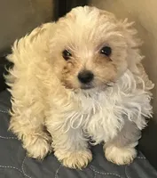 Diego, a male Yorkshire Terrier for sale in Princeton, KY – 2 of 4