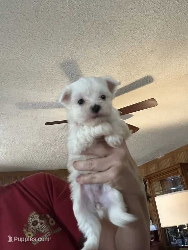 Roshan  – Yorkshire Terrier puppy for sale in Princeton, KY
