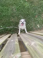 Dolly, a female Pomsky for sale in Princeton, KY – 3 of 3
