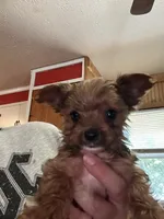 Scrump , a male Yorkshire Terrier for sale in Princeton, KY – 6 of 7
