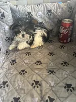 Sven, a male Yorkshire Terrier for sale in Princeton, KY – 9 of 10