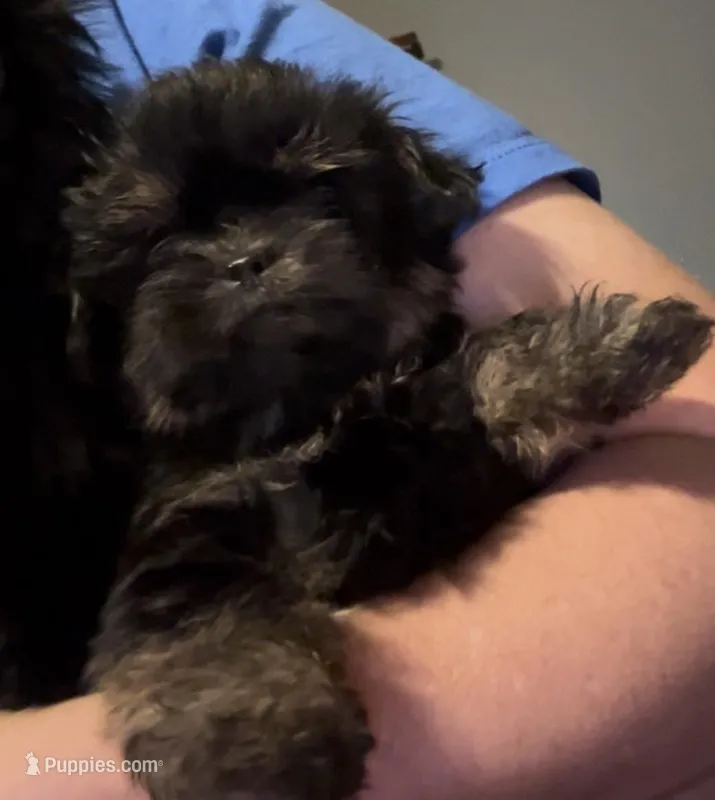 Kissy – Shorkie puppy for sale in Princeton, KY