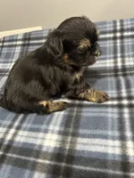 Kissy, a female Shorkie for sale in Princeton, KY – Photo 3 of 3