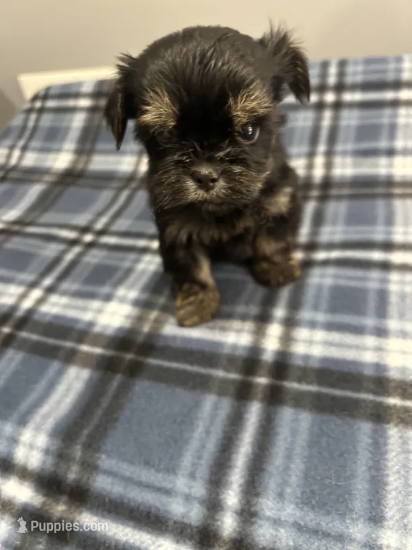 Kissy – Shorkie puppy for sale in Princeton, KY