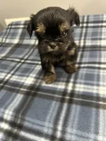 Kissy, a female Shorkie for sale in Princeton, KY – Photo 1 of 3