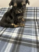 Kissy, a female Shorkie for sale in Princeton, KY – Photo 2 of 3