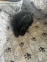 Elsa, a female Yorkshire Terrier for sale in Princeton, KY – 8 of 10
