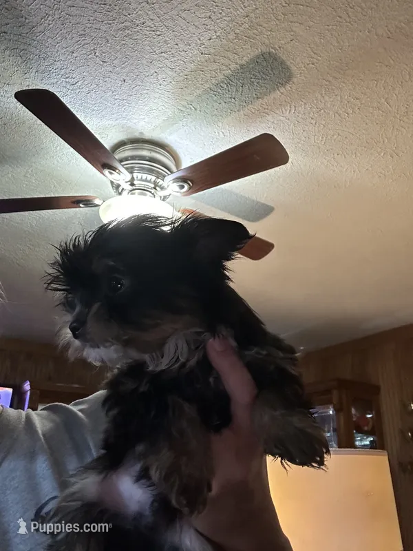 Stitch – Yorkshire Terrier puppy for sale in Princeton, KY