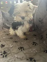 Olaf, a male Yorkshire Terrier for sale in Princeton, KY – 10 of 10