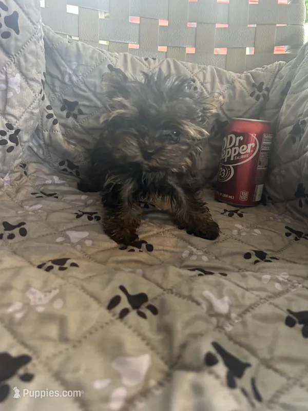 Ana – Yorkshire Terrier puppy for sale in Princeton, KY