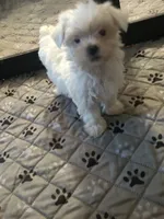 Loner, a male Yorkshire Terrier for sale in Princeton, KY – 4 of 7