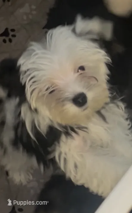Olaf – Yorkshire Terrier puppy for sale in Princeton, KY