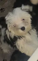 Olaf, a male Yorkshire Terrier for sale in Princeton, KY – 2 of 5