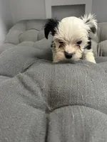 Olaf, a male Yorkshire Terrier for sale in Princeton, KY – 6 of 10