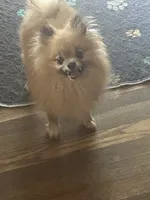 Scooby, a male Pomeranian for sale in Princeton, KY – 2 of 2