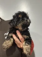 Archer, a male Shorkie for sale in Princeton, KY – 4 of 7