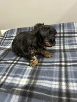 Archer, a male Shorkie for sale in Princeton, KY – Photo 3 of 3