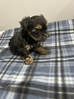 Archer, a male Shorkie for sale in Princeton, KY – Photo 2 of 3