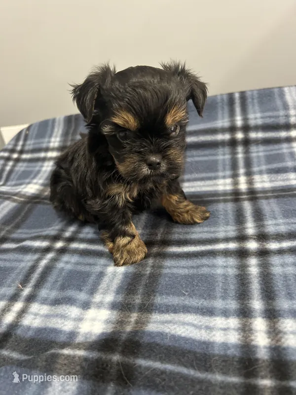 Archer – Shorkie puppy for sale in Princeton, KY