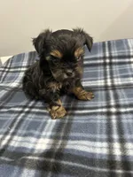 Archer, a male Shorkie for sale in Princeton, KY – Photo 1 of 3