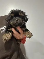 Archer, a male Shorkie for sale in Princeton, KY – 3 of 7